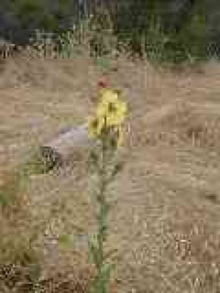 Moth mullein