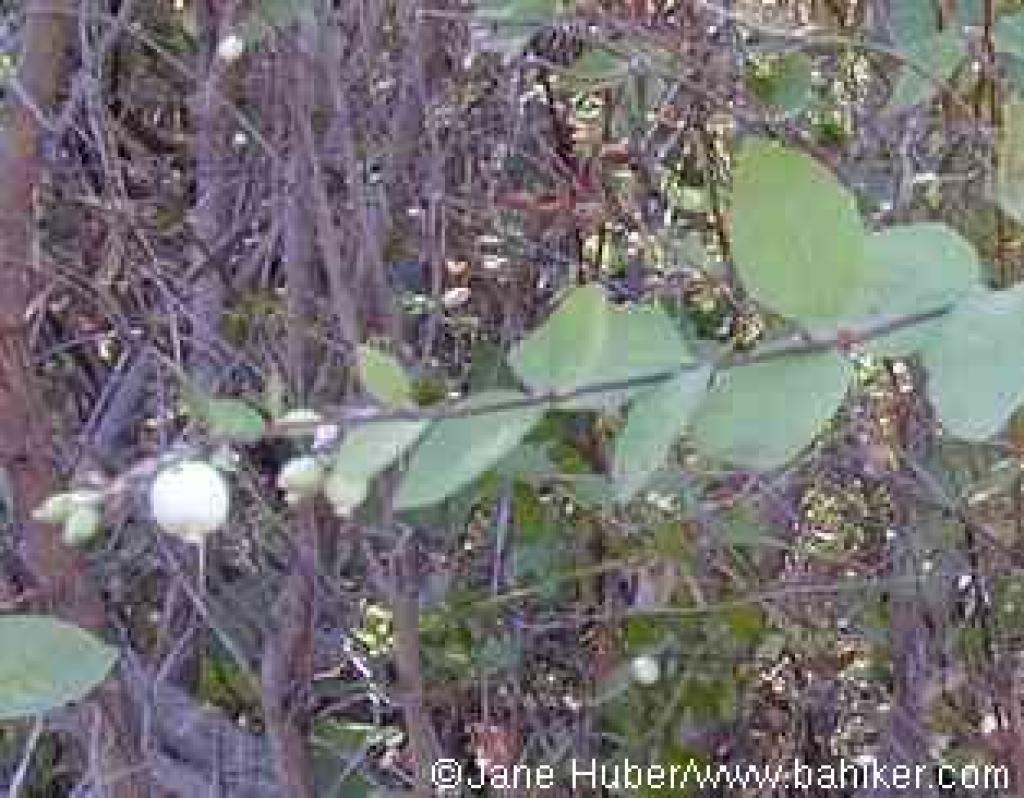 Snowberry