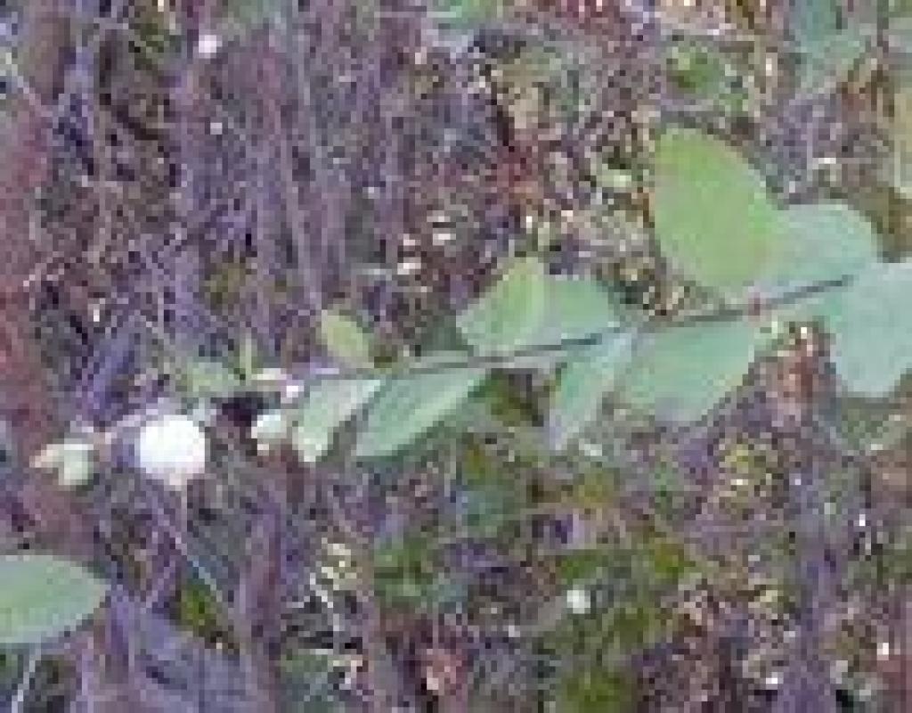 Snowberry