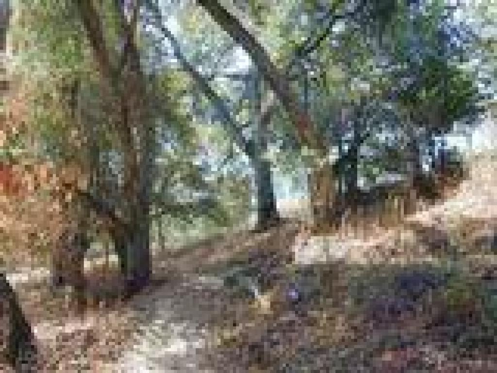 Woodrat Trail