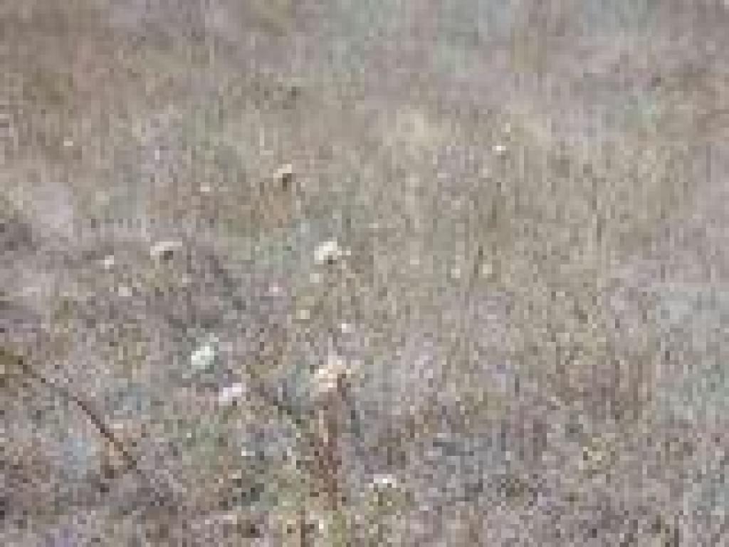 Buckwheat