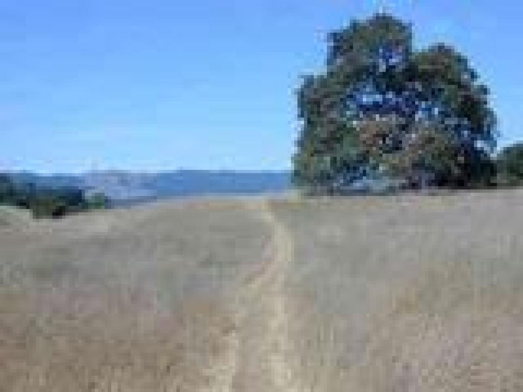 A valley oak along the trail