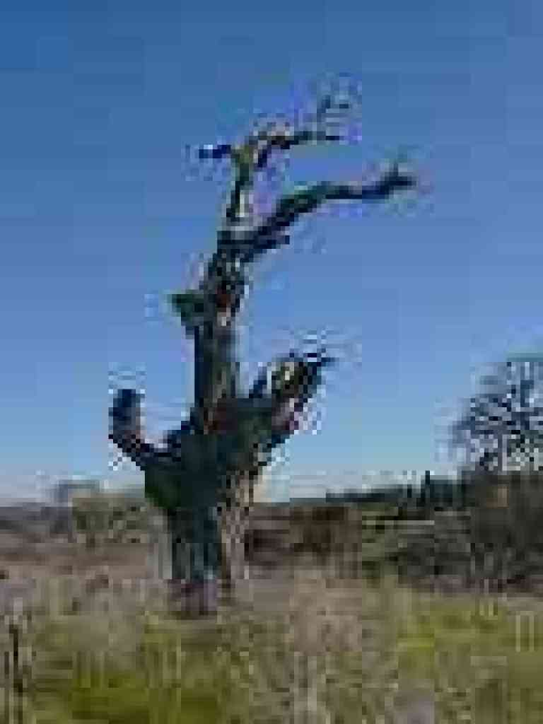 An old dead oak