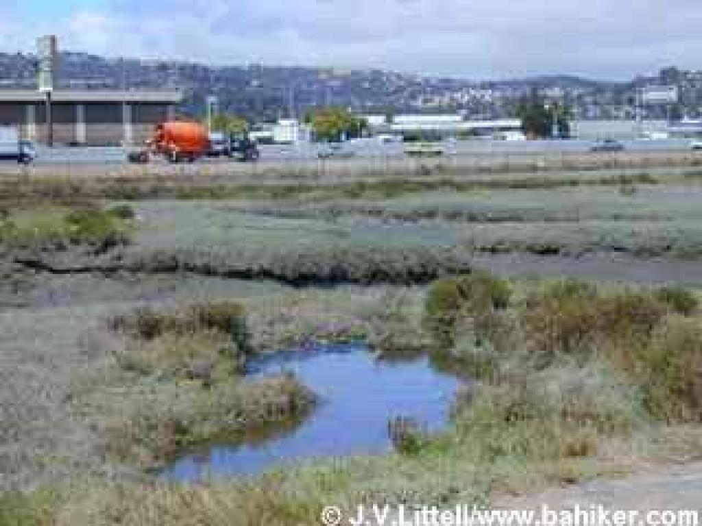 A little pool in the marsh adjacent to Highway 101