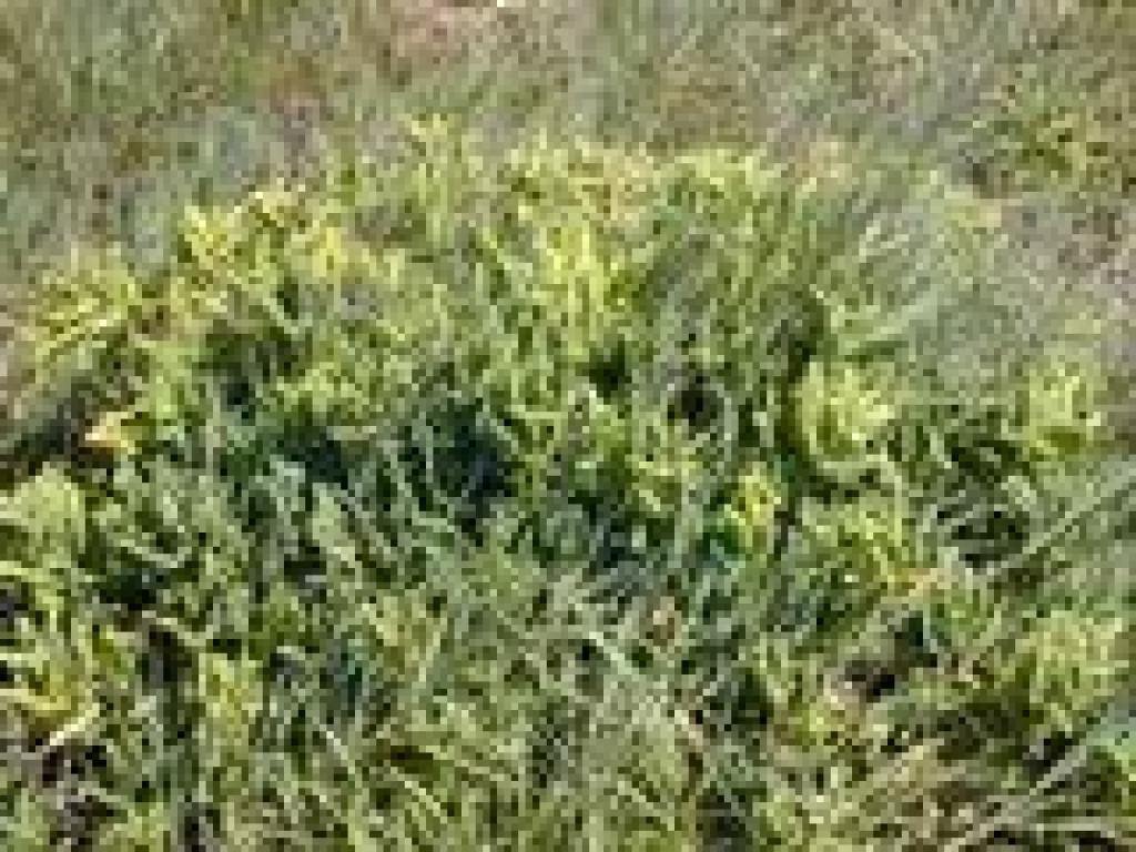 New Zealand Spinach