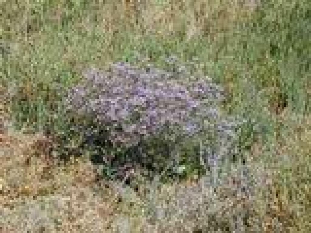 Sea lavender