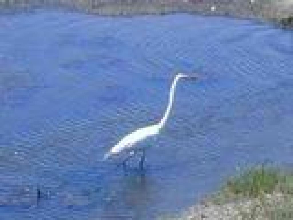 Egret
