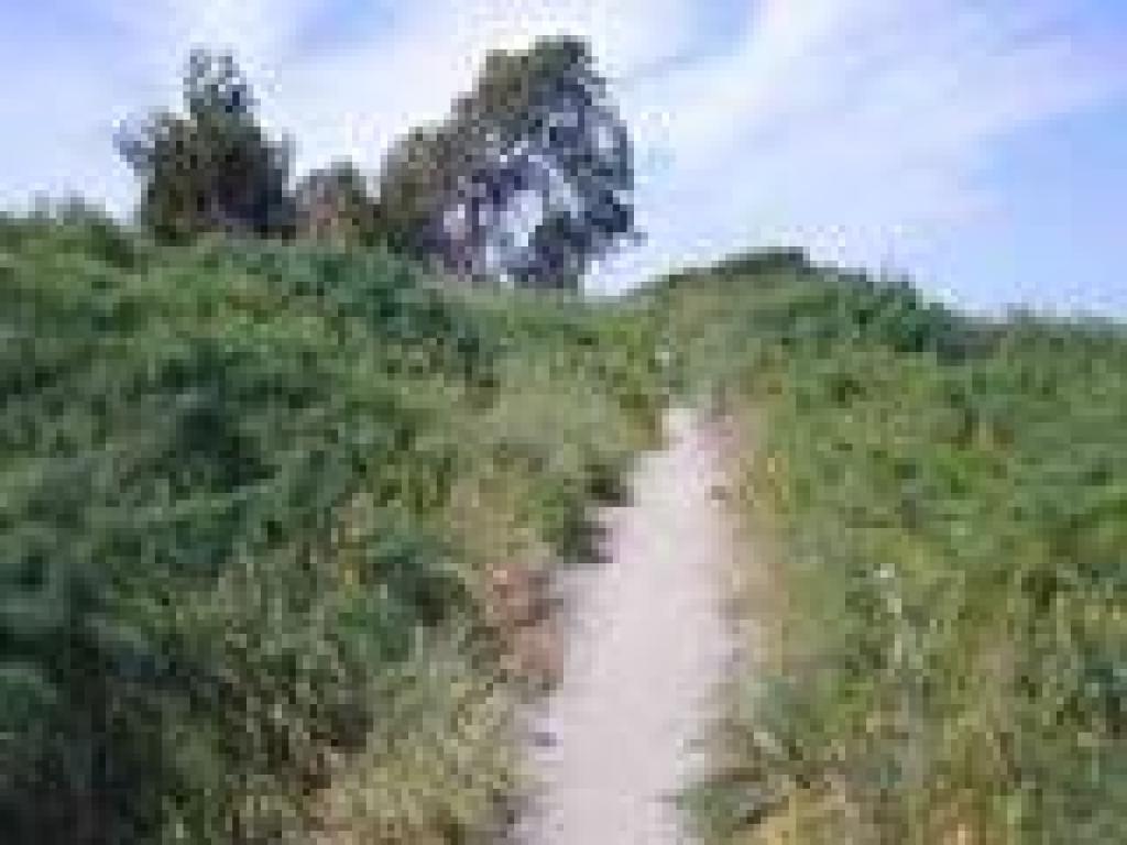 Fennel and grass line the trail