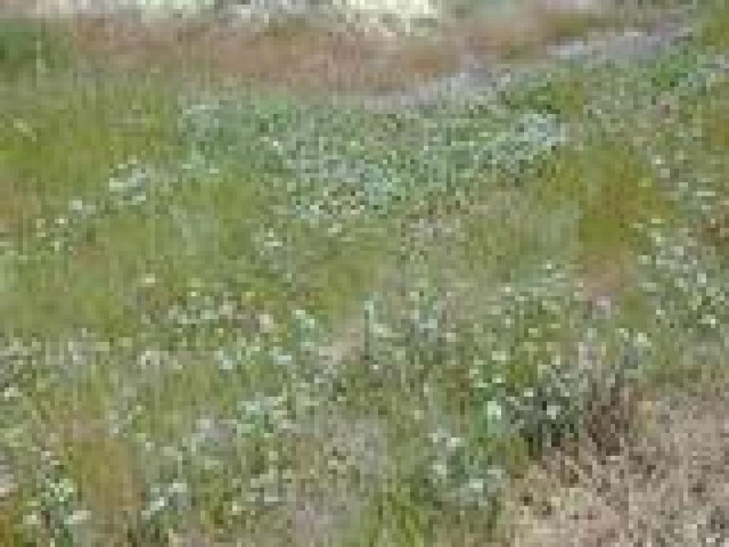 Bellardia