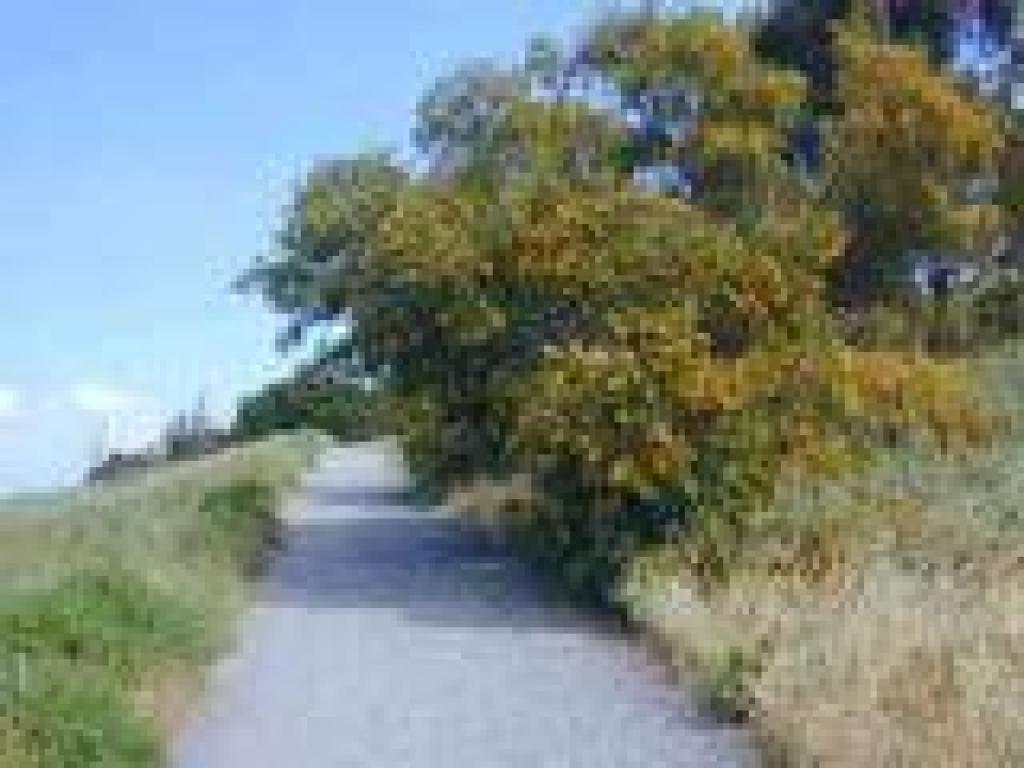 Acacia on the side of the trail