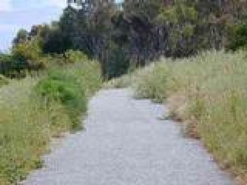 Jackrabbit on the trail