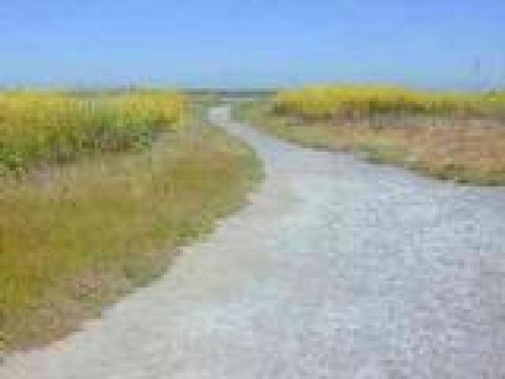 Mustard along the trail