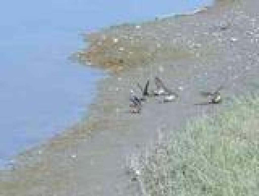 Birds