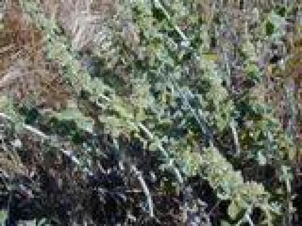 Plant