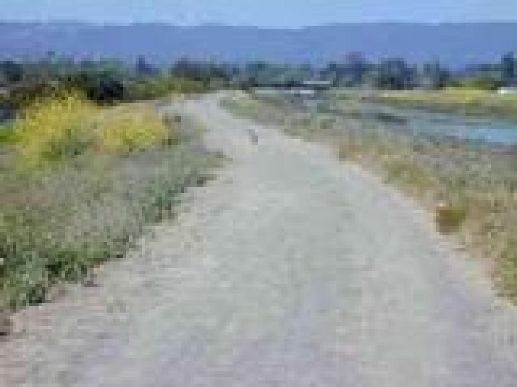 Jackrabbit