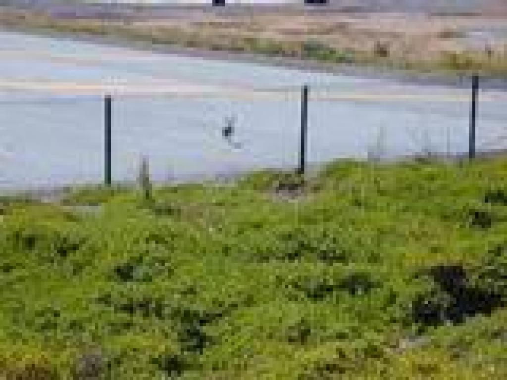 More jackrabbits