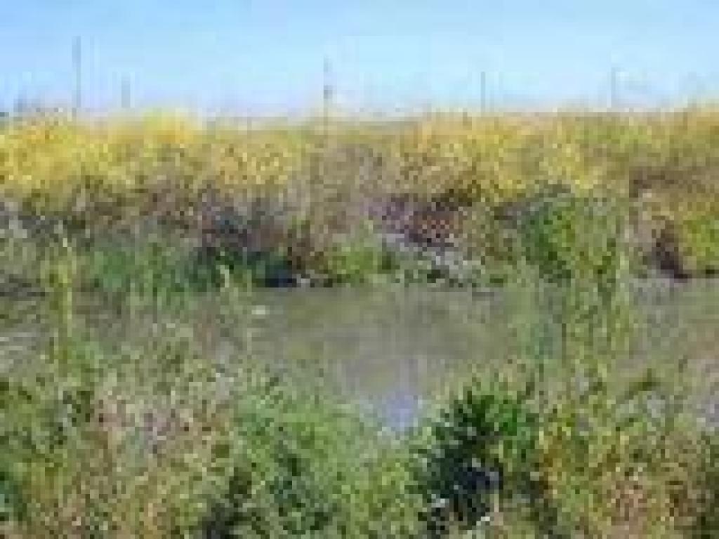 Marsh