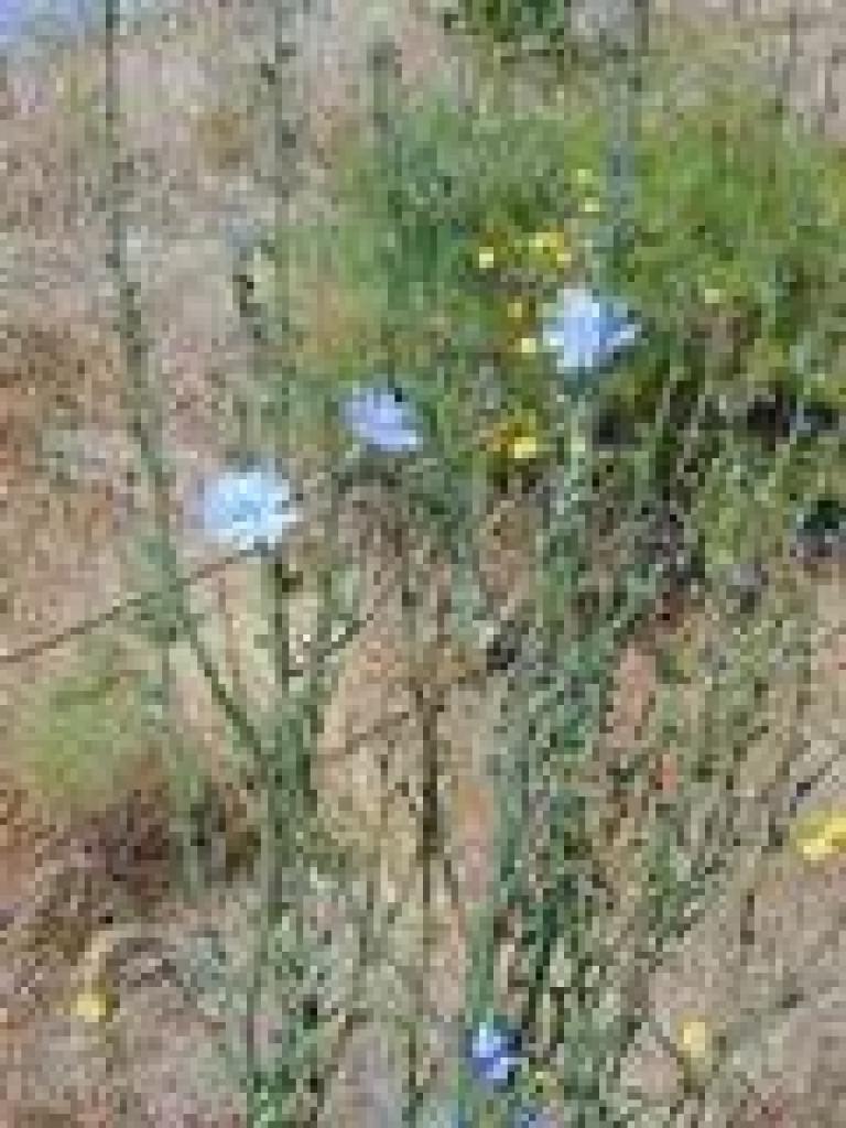 Chicory