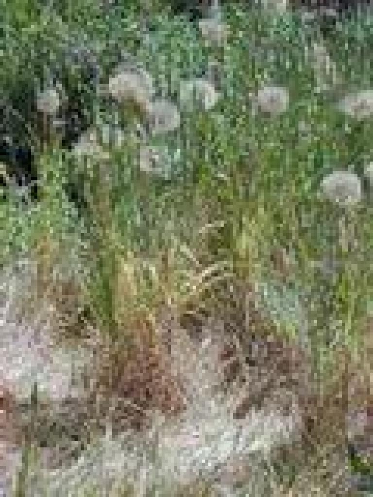 Salsify