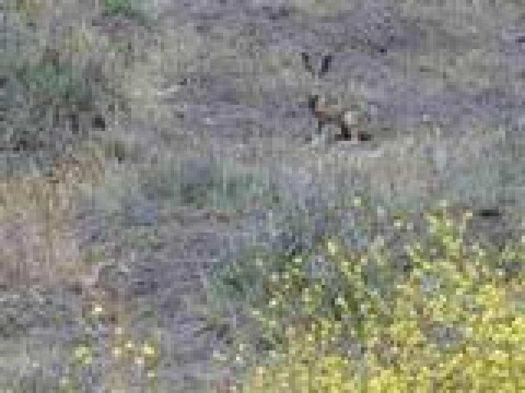Jackrabbit