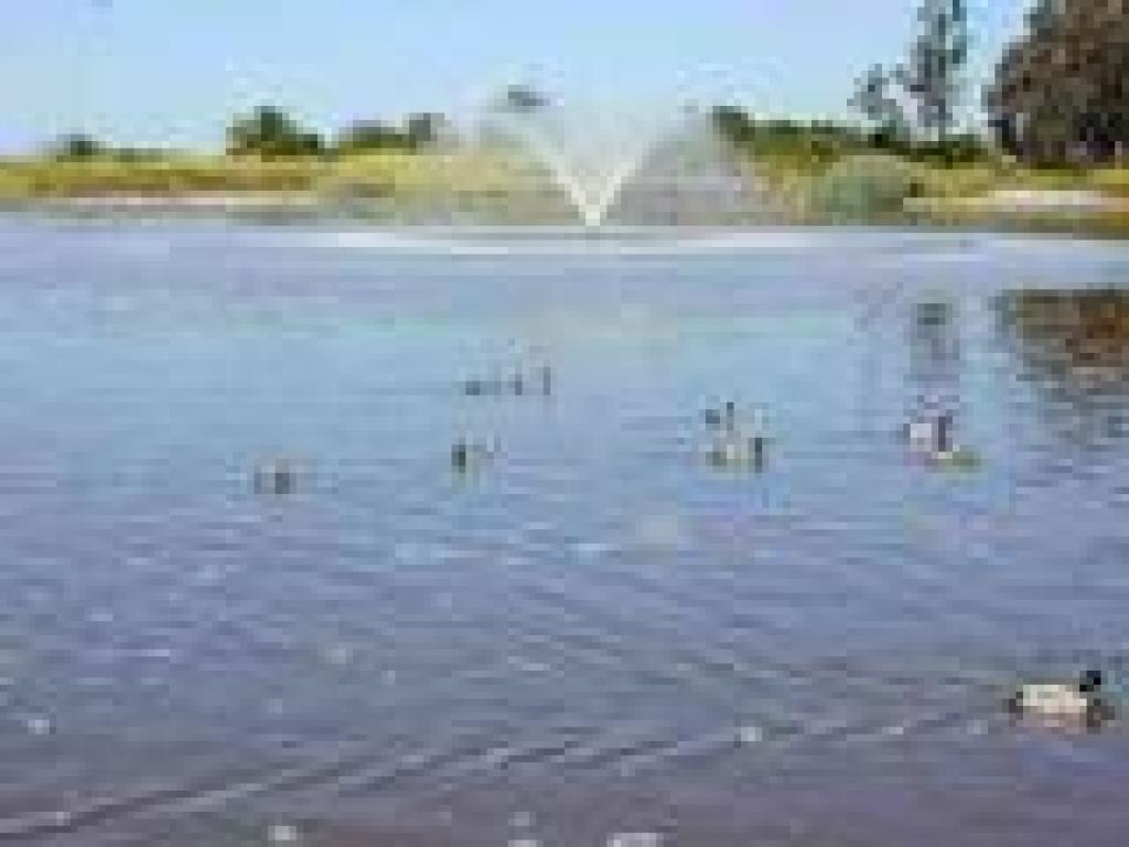 Duck Pond