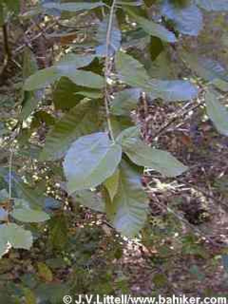 Tanoak photo