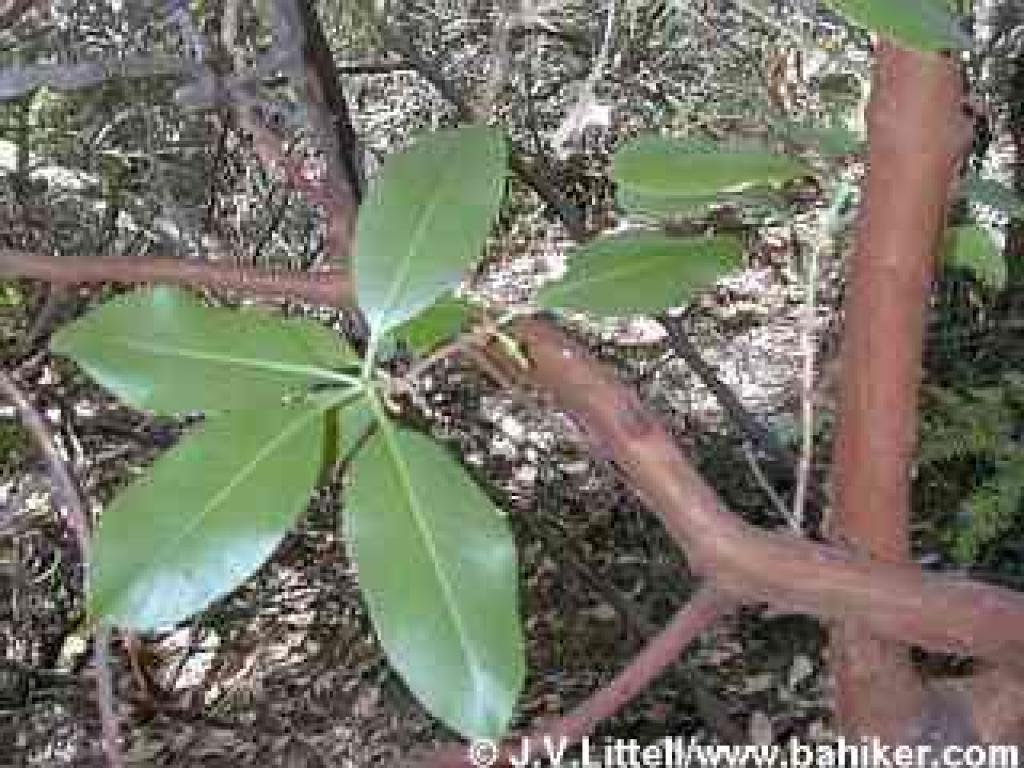 Madrone photo