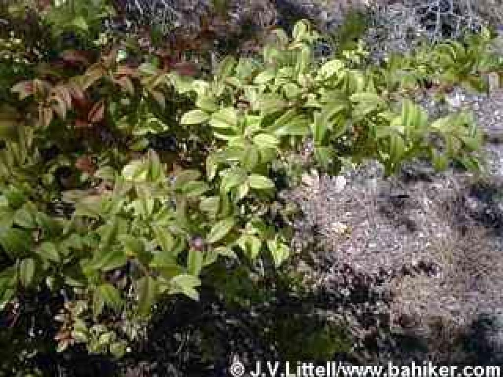 Huckleberry in summer