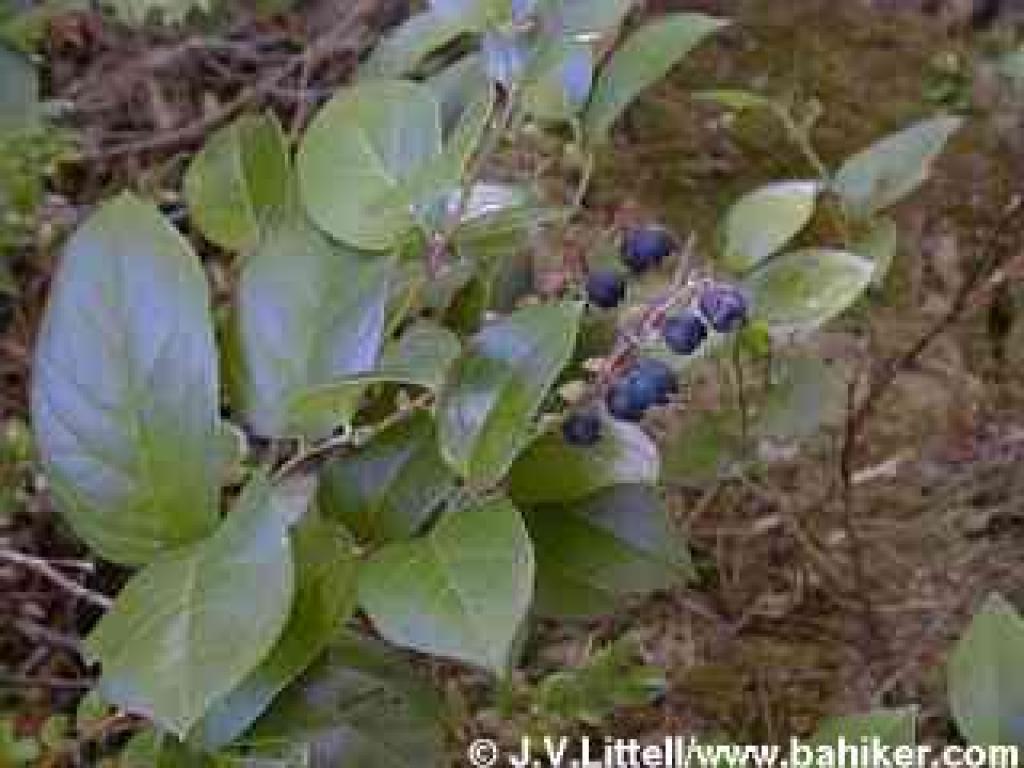 Salal