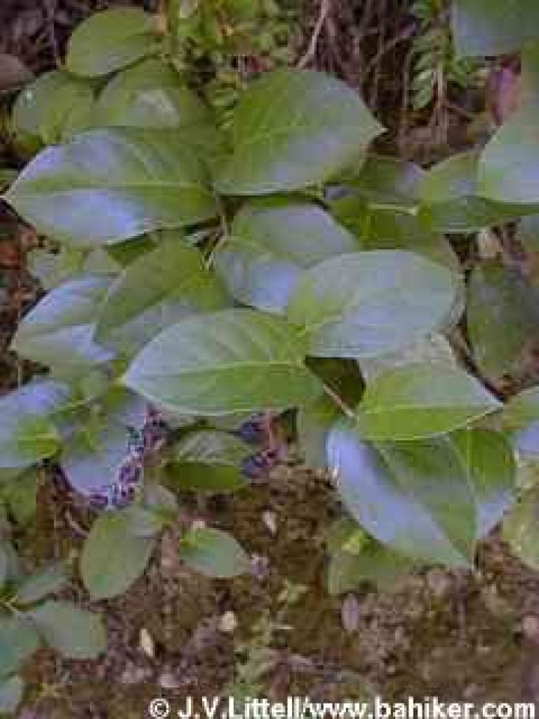 Salal