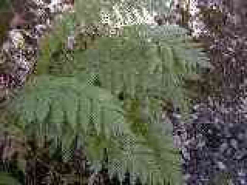 Giant chain fern