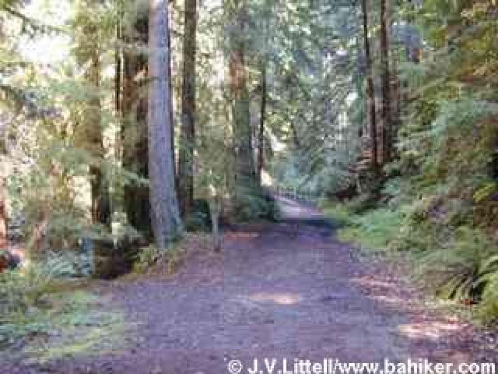 A bridge crossing Waddell Creek