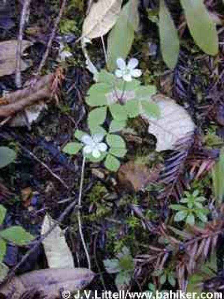 Western wood anemone