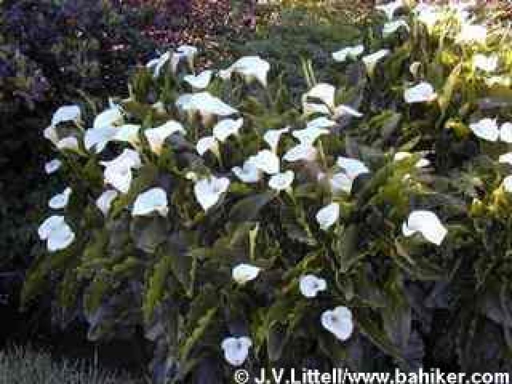 Calla lilies