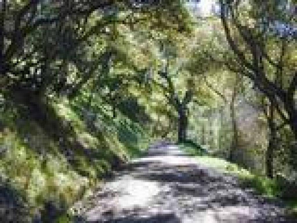 Shaded by oaks