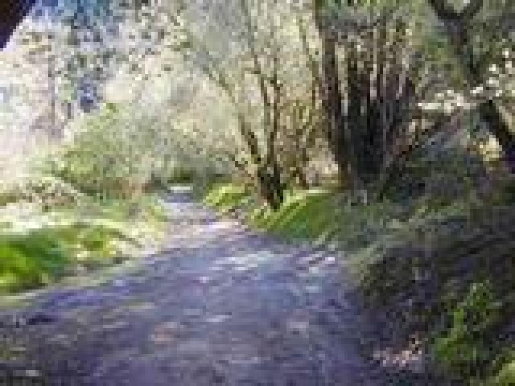 Following the creek