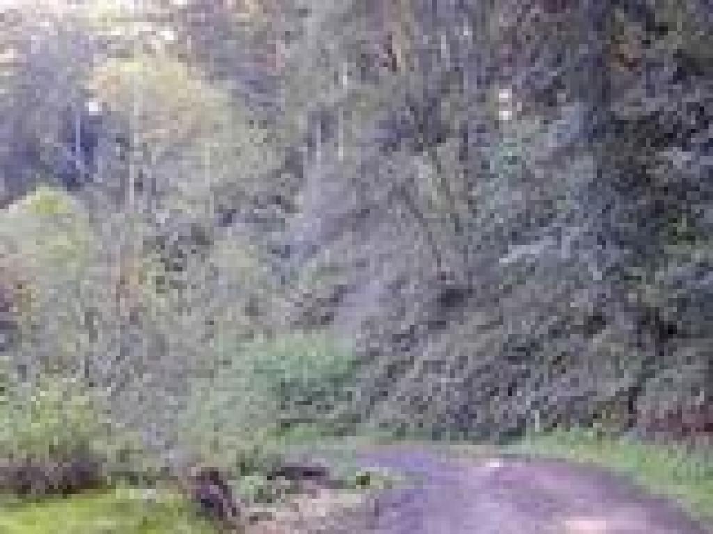 Trees along the trail