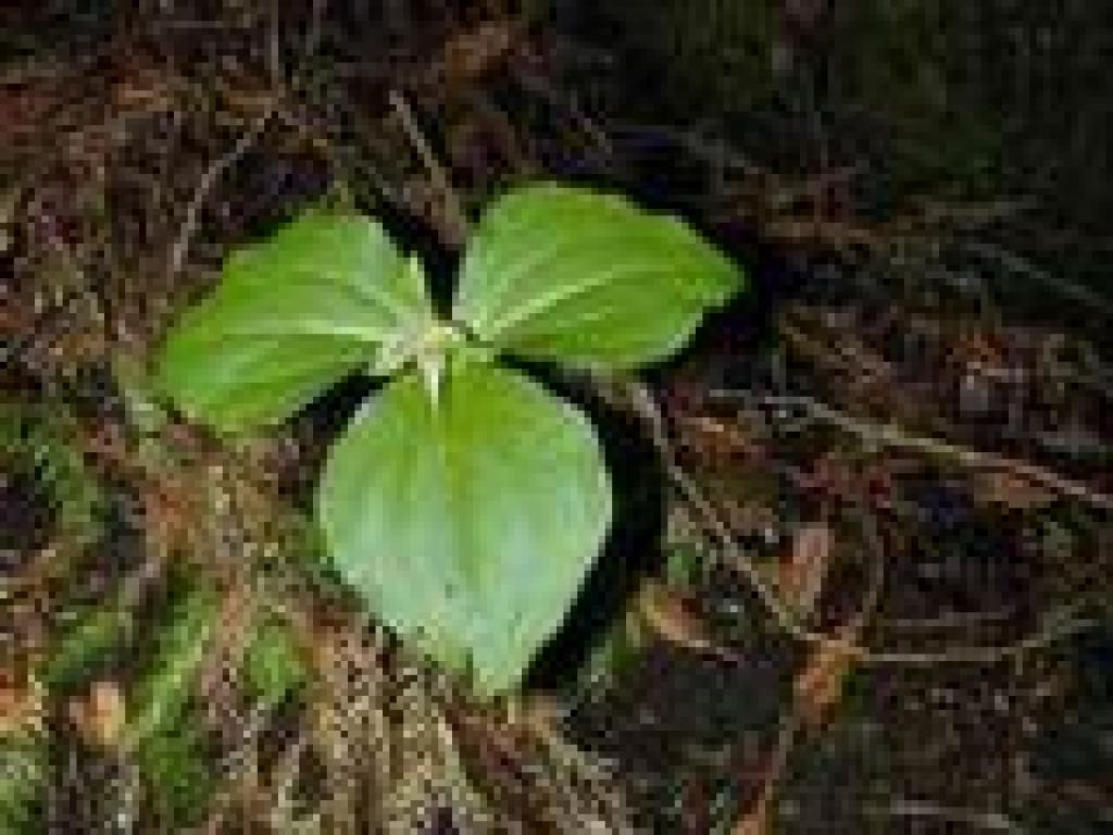 Western trillium