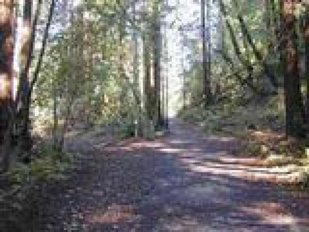 Path to Camp Herbert
