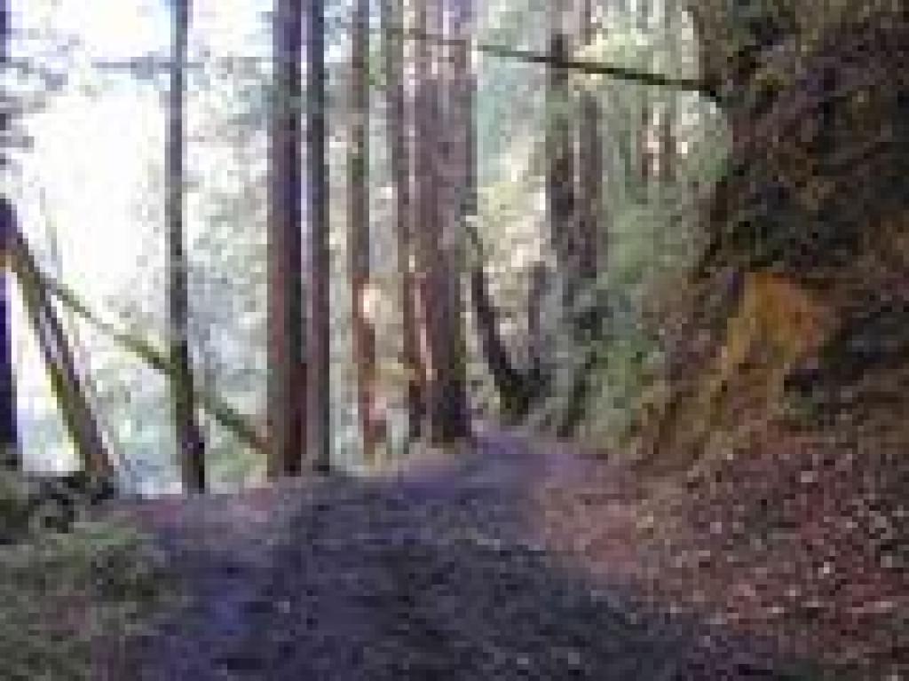 Redwoods