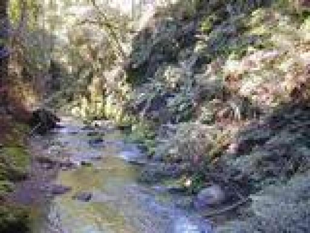 Berry Creek