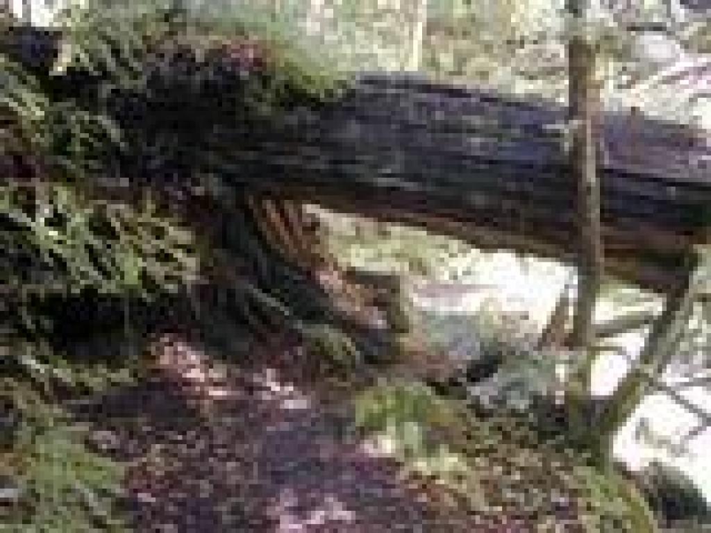 Redwood tree
