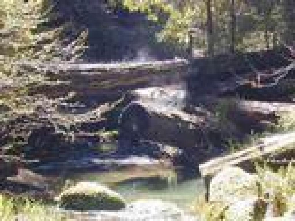 Steaming trees