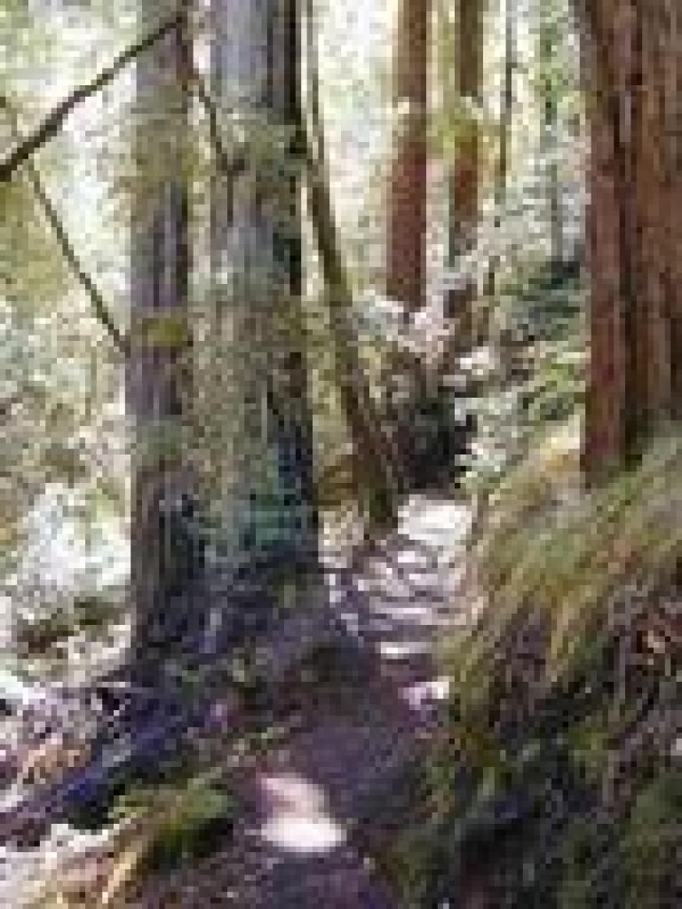 Returning on Berry Creek Falls Trail
