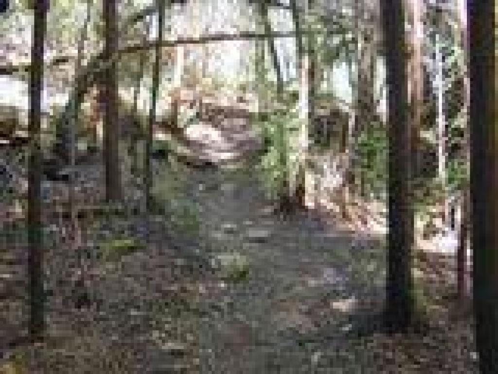 Thick redwood forest