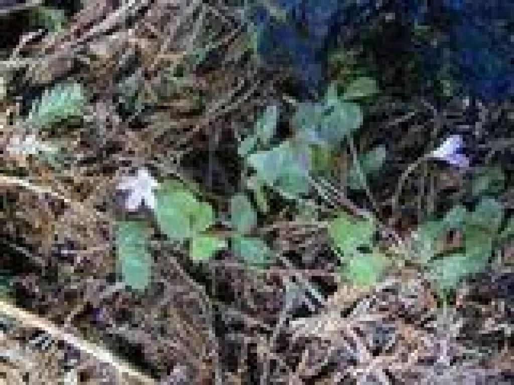 Redwood sorrel