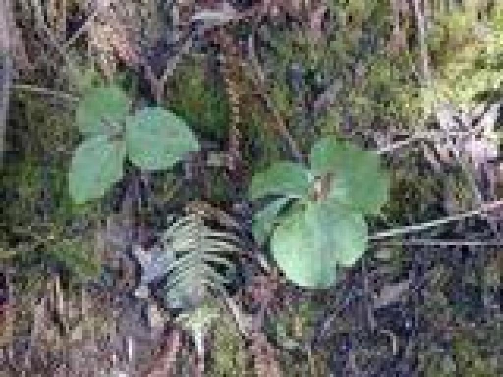 Giant trillium