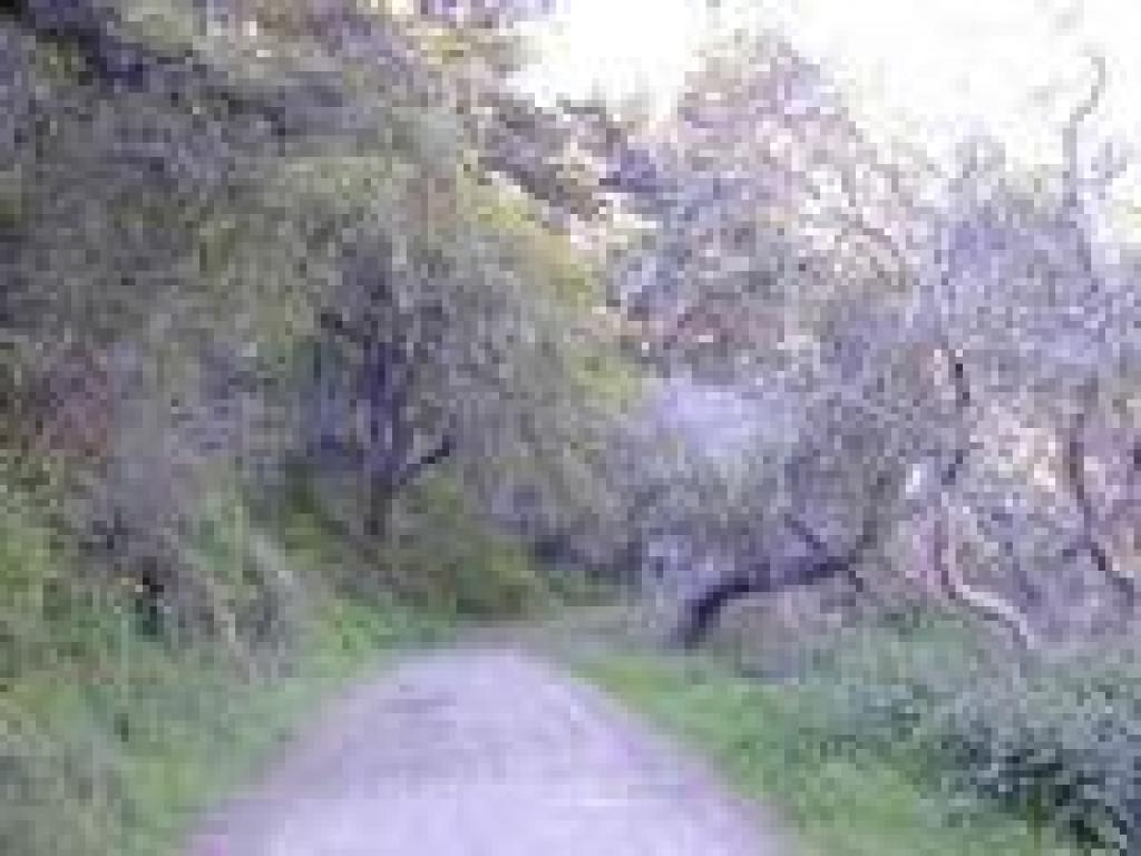 Skyline to the Sea Trail