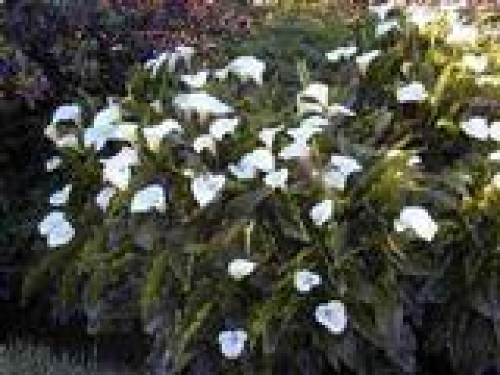Calla lilies