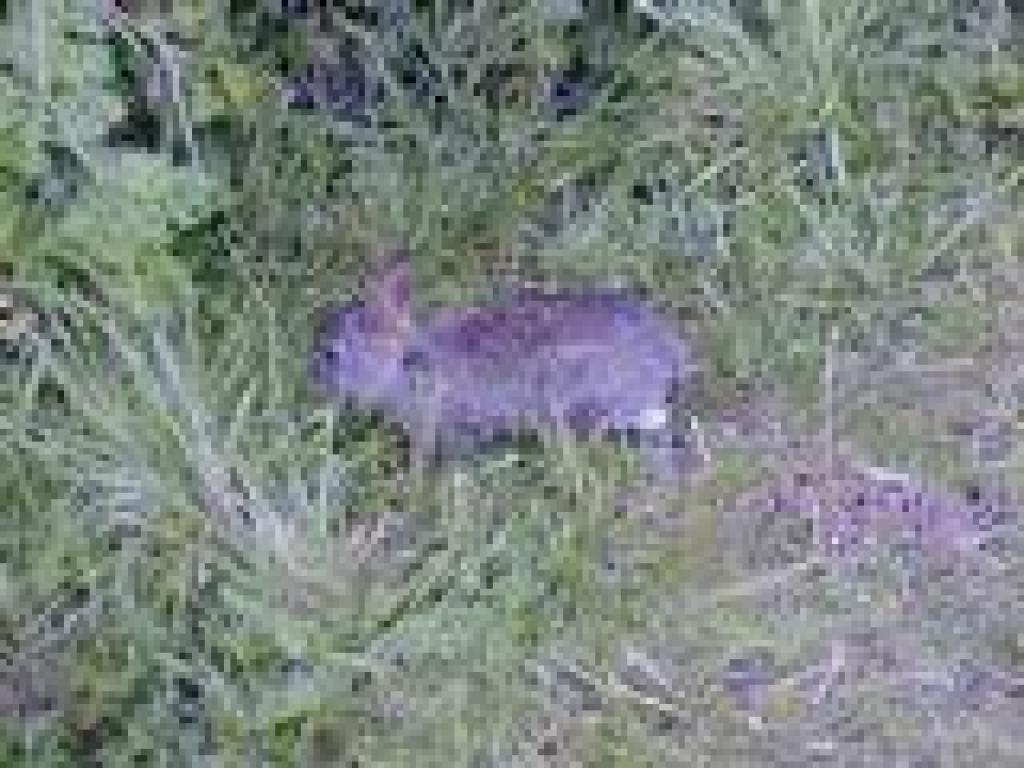 Cottontail